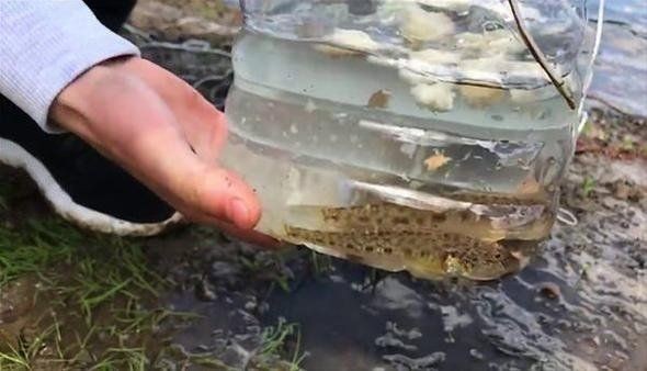 Milyonlarca kez izlenen ilginç balık tutma videosu viral oldu! Kolay balık tutmak için sadece 3 malzemeye ihtiyacınız var: Plastik şişe, ip ve kürdan... - Resim: 10