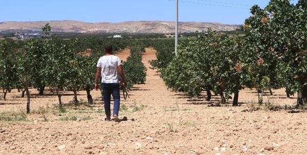 'Yeşil altın'da silahlı önlem: Günlük nöbet 1000 TL - Resim: 5