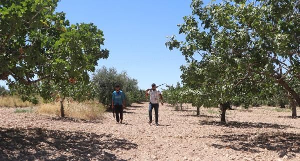 'Yeşil altın'da silahlı önlem: Günlük nöbet 1000 TL - Resim: 12