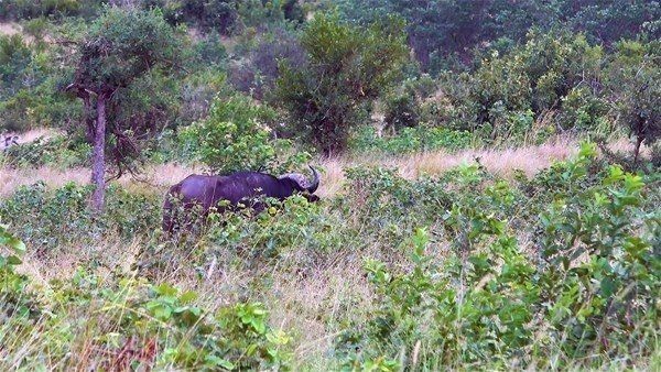 Vahşi doğada eşine az rastlanan anlar! Aslanlar avladıkları bufaloyu tam yemeye başlamışken öyle bir şey oldu ki... - Resim: 3
