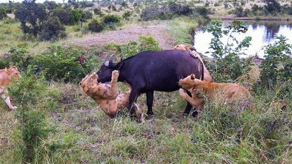 Vahşi doğada eşine az rastlanan anlar! Aslanlar avladıkları bufaloyu tam yemeye başlamışken öyle bir şey oldu ki... - Resim: 6