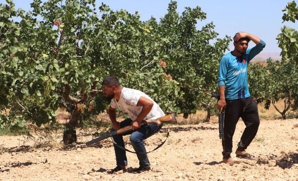 'Yeşil altın'da silahlı önlem: Günlük nöbet 1000 TL - Resim: 14