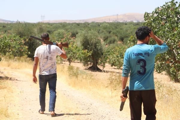 'Yeşil altın'da silahlı önlem: Günlük nöbet 1000 TL - Resim: 8