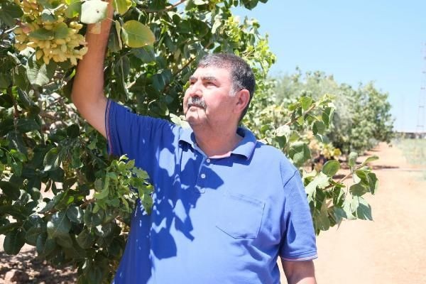 'Yeşil altın'da silahlı önlem: Günlük nöbet 1000 TL - Resim: 3