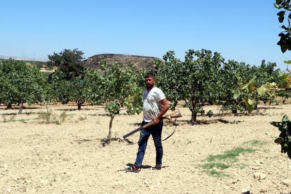 'Yeşil altın'da silahlı önlem: Günlük nöbet 1000 TL - Resim: 10