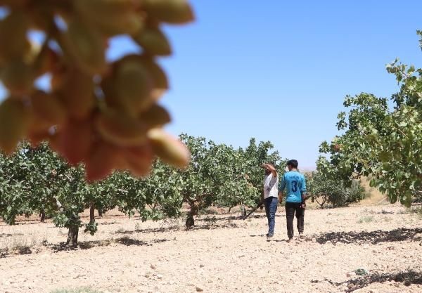 'Yeşil altın'da silahlı önlem: Günlük nöbet 1000 TL - Resim: 13
