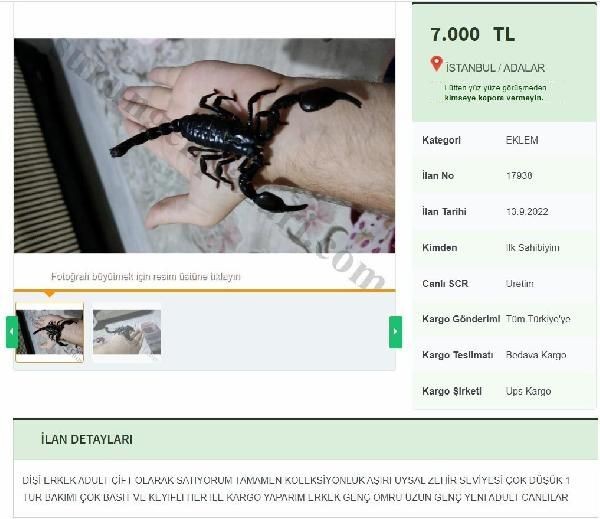 Zehrinin litresi 10 milyon dolar: Yasak olmasına rağmen 'kara akrep' internette satışta - Resim: 3