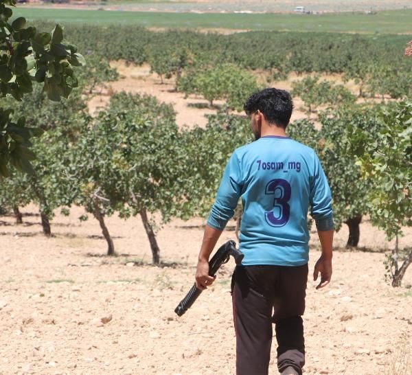 'Yeşil altın'da silahlı önlem: Günlük nöbet 1000 TL - Resim: 6