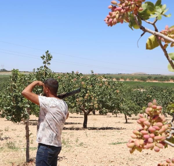 'Yeşil altın'da silahlı önlem: Günlük nöbet 1000 TL - Resim: 4