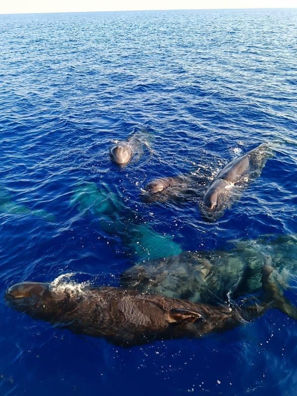 Boyları 20 metreyi ağırlıkları 57 tonu bulabiliyor! Fethiye ve Kaş açıklarında görüntülendi! Uzmanlar vatandaşları uyarıyor - Resim: 2