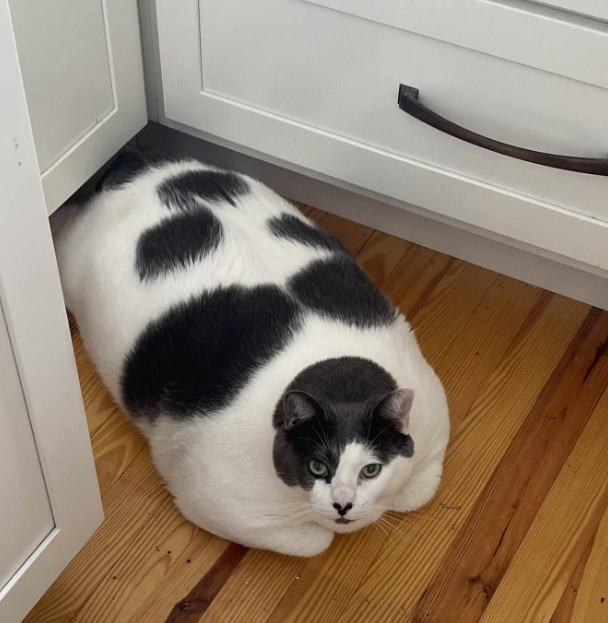 6 yaşındaki 18 kilogram ağırlığında olan Patches isimli kedi, sosyal medyada viral oldu - Resim: 11