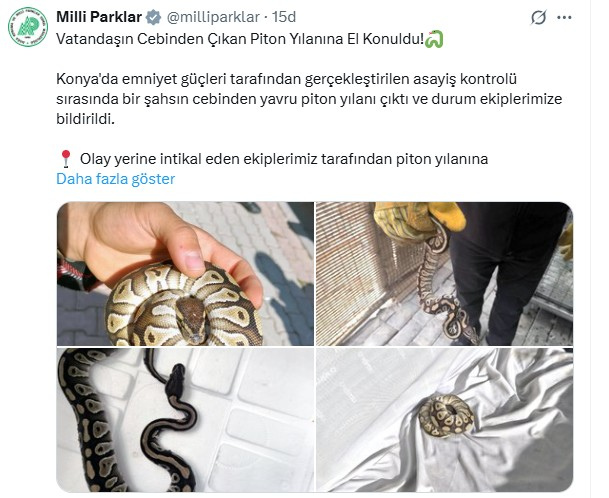 Asayiş uygulamasında cebinden yavru piton yılanı çıktı - Resim : 2
