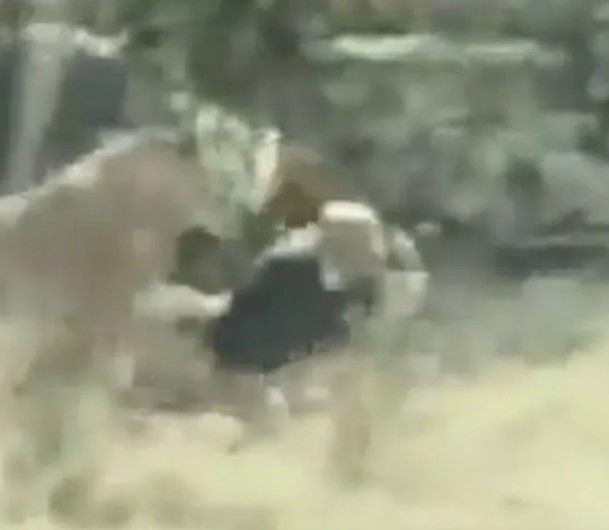Sokakta aslan paniği! Yetkilerden uyarı geldi: Evden çıkmayın - Resim: 6
