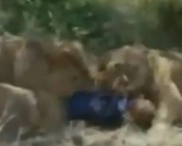 Sokakta aslan paniği! Yetkilerden uyarı geldi: Evden çıkmayın - Resim: 11