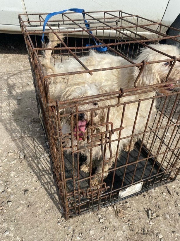 Kör ettiler, dişlerini söktüler! Merdiven altı köpek üretimine baskın - Resim: 3