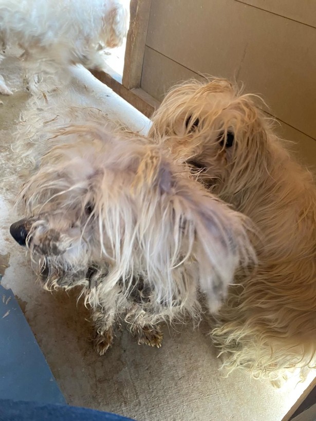 Kör ettiler, dişlerini söktüler! Merdiven altı köpek üretimine baskın - Resim: 2