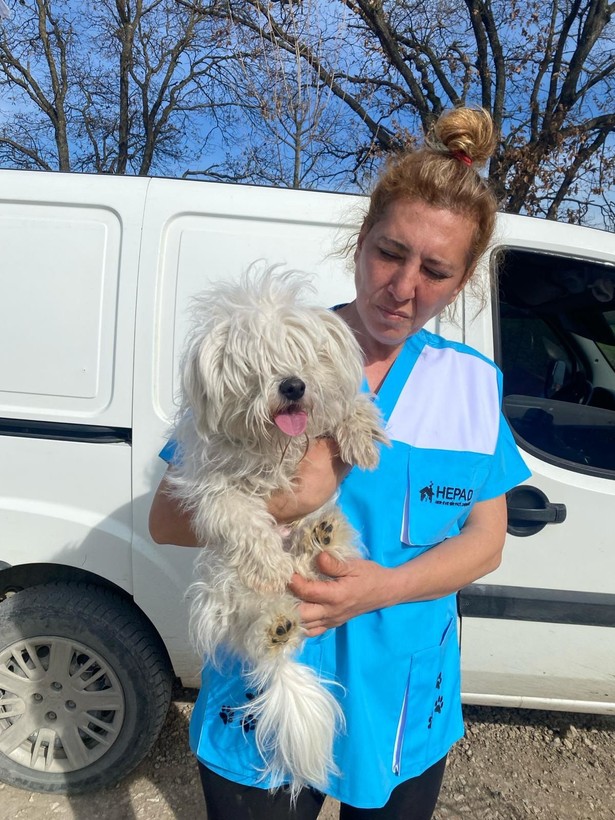 Kör ettiler, dişlerini söktüler! Merdiven altı köpek üretimine baskın - Resim: 5