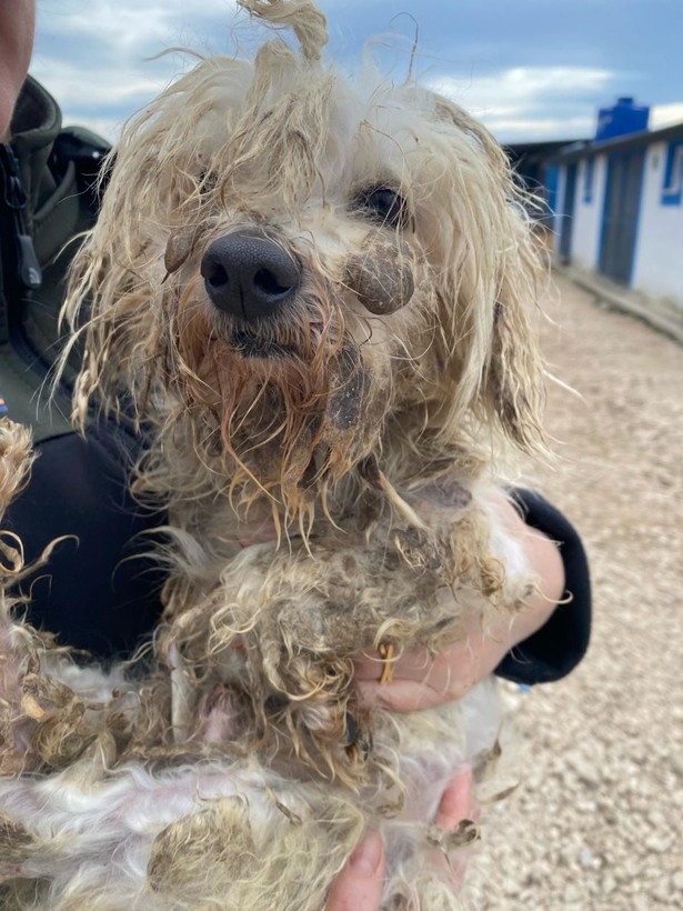 Kör ettiler, dişlerini söktüler! Merdiven altı köpek üretimine baskın - Resim: 11