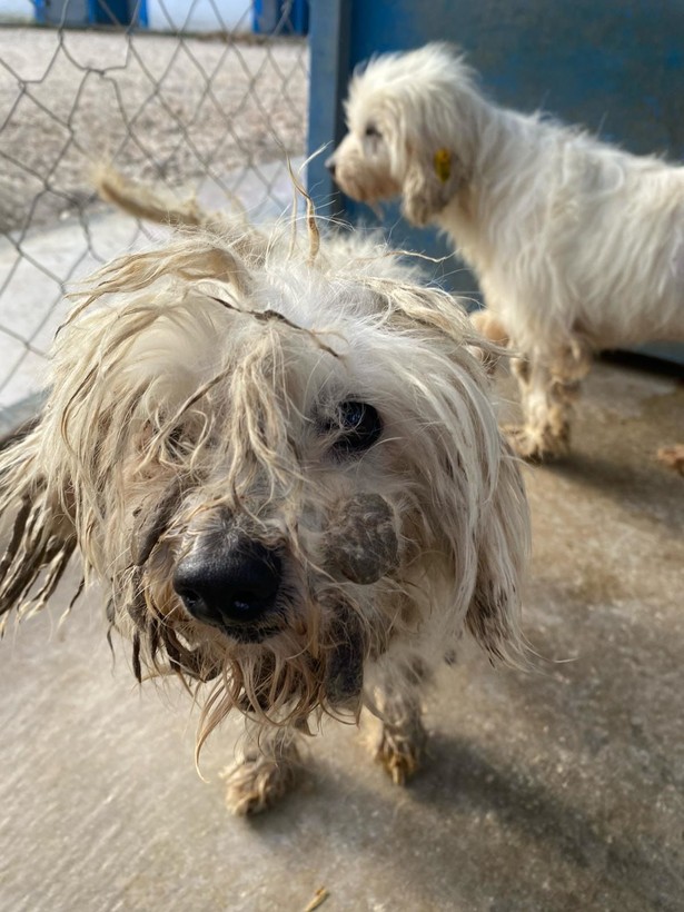 Kör ettiler, dişlerini söktüler! Merdiven altı köpek üretimine baskın - Resim: 13