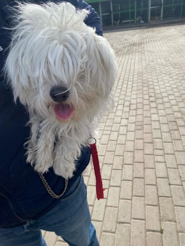 Kör ettiler, dişlerini söktüler! Merdiven altı köpek üretimine baskın - Resim: 6