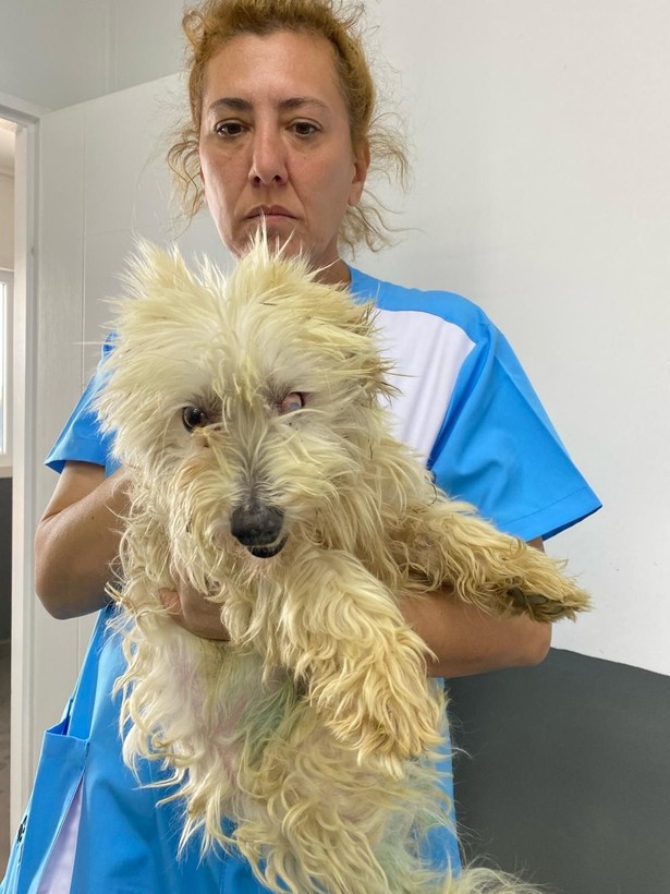 Kör ettiler, dişlerini söktüler! Merdiven altı köpek üretimine baskın - Resim: 4