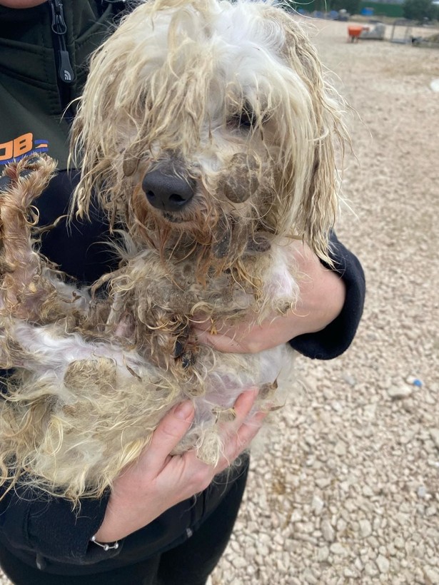 Kör ettiler, dişlerini söktüler! Merdiven altı köpek üretimine baskın - Resim: 12
