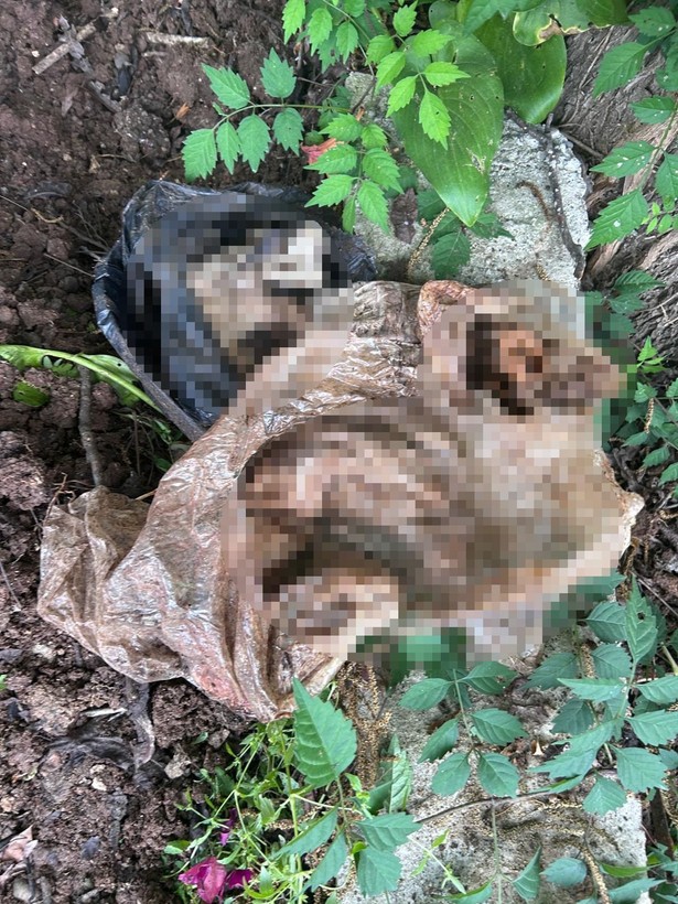 Kiracının çıktığı evden çıkanlar mide bulandırdı! Virane evden onlarca kedi ölüsü çıktı - Resim: 1