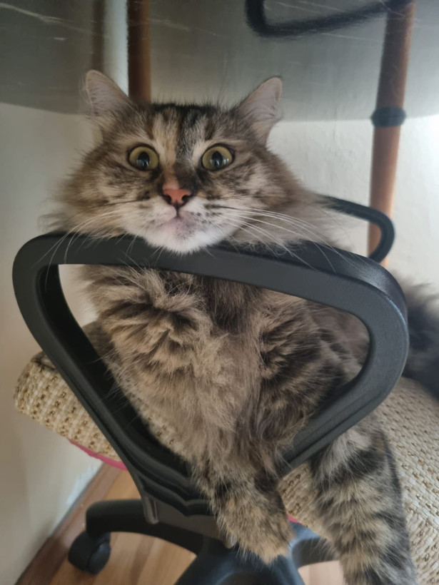 Tunus dönüşü uçakta kaybolan kedi için suç duyurusu - Resim: 2