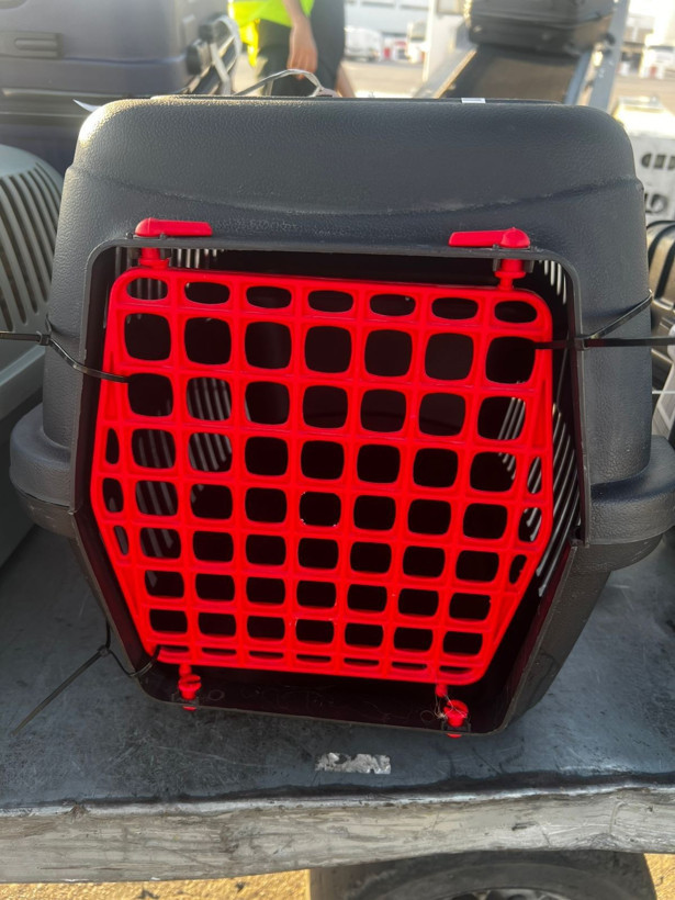 Tunus dönüşü uçakta kaybolan kedi için suç duyurusu - Resim: 3