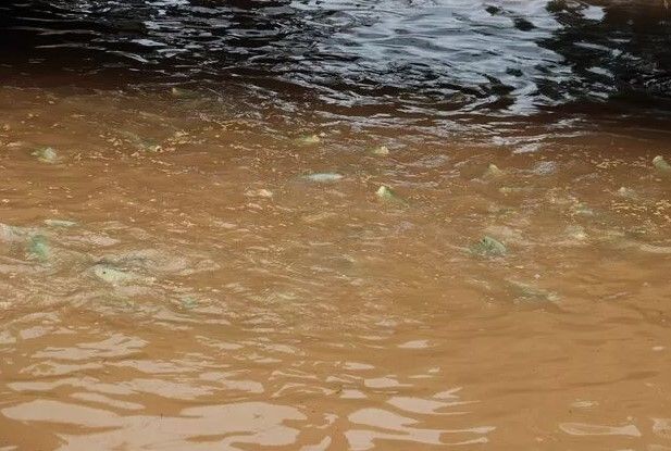 Balıklıgöl'deki balıklara ne oldu? 'Depremde de aynısı olmuştu' diyerek anlattı... Meğer oraya saklanıyorlarmış - Resim: 9