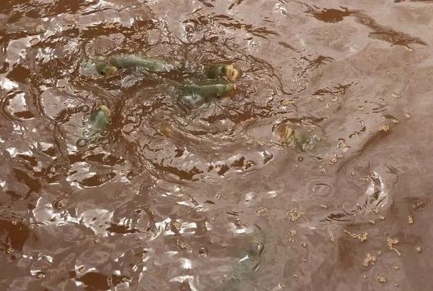 Balıklıgöl'deki balıklara ne oldu? 'Depremde de aynısı olmuştu' diyerek anlattı... Meğer oraya saklanıyorlarmış - Resim: 17