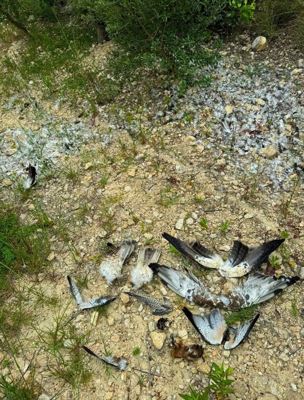 Katliam gibi görüntüler: Hatay'da çok sayıda göçmen kuş vuruldu, Kuş Dedektifi isyan etti - Resim: 3