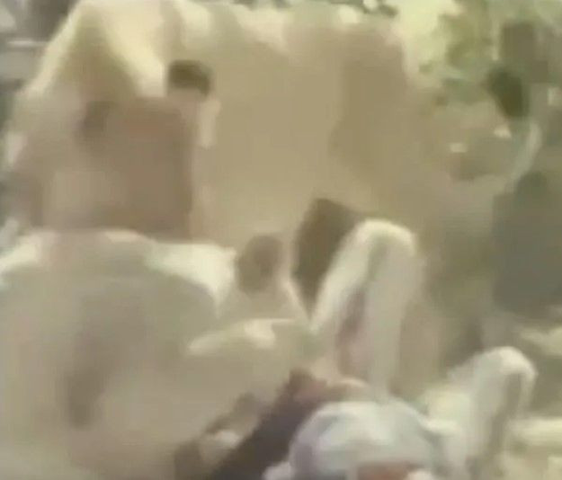 Sokakta aslan paniği! Yetkilerden uyarı geldi: Evden çıkmayın - Resim: 8