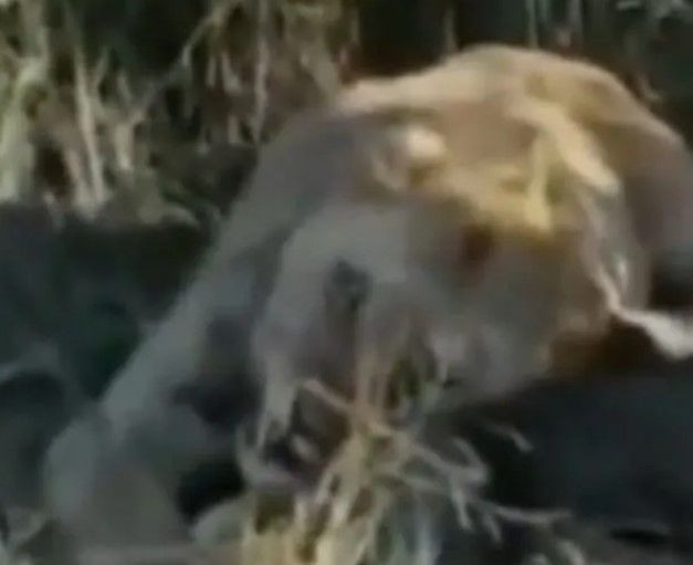 Sokakta aslan paniği! Yetkilerden uyarı geldi: Evden çıkmayın - Resim: 12
