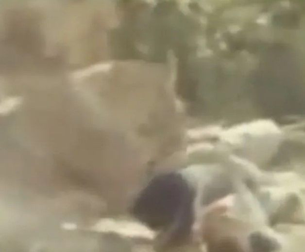 Sokakta aslan paniği! Yetkilerden uyarı geldi: Evden çıkmayın - Resim: 9