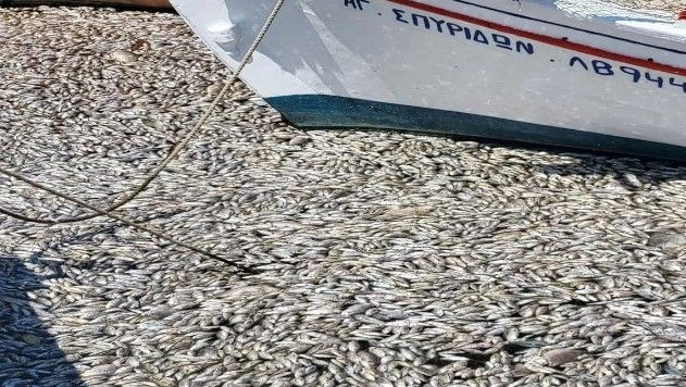 İzmir'den sonra Yunanistan! Milyonlarca balığın ölüsü sahile vurdu - Resim: 4