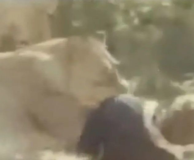 Sokakta aslan paniği! Yetkilerden uyarı geldi: Evden çıkmayın - Resim: 10