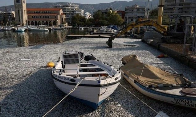 İzmir'den sonra Yunanistan! Milyonlarca balığın ölüsü sahile vurdu - Resim: 2