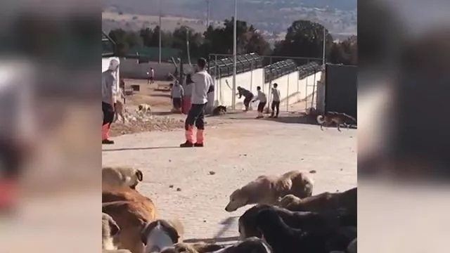 Konya'daki vahşet herkesi ayağa kaldırmıştı! Köpeklere kürekle vuran Murat Bacak ve Sefa Çakmak'ın cezaları belli oldu - Resim: 7