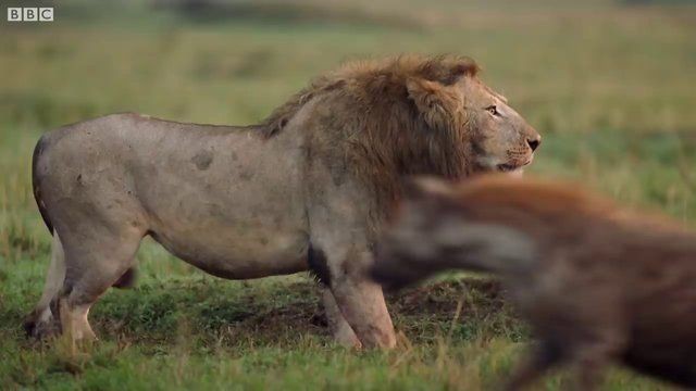 Genç aslan 20 sırtlan tarafından pusuya düşürüldü! Sonunda bakın ne oldu: İşte geldim dostum... - Resim: 8