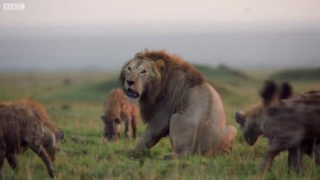 Genç aslan 20 sırtlan tarafından pusuya düşürüldü! Sonunda bakın ne oldu: İşte geldim dostum... - Resim: 10