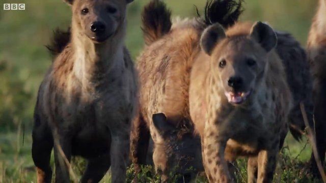 Genç aslan 20 sırtlan tarafından pusuya düşürüldü! Sonunda bakın ne oldu: İşte geldim dostum... - Resim: 15