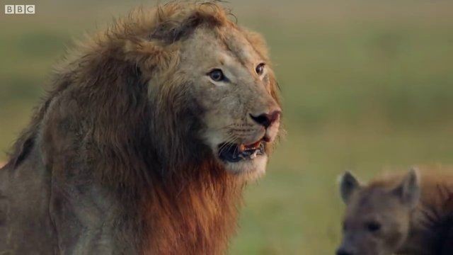 Genç aslan 20 sırtlan tarafından pusuya düşürüldü! Sonunda bakın ne oldu: İşte geldim dostum... - Resim: 16