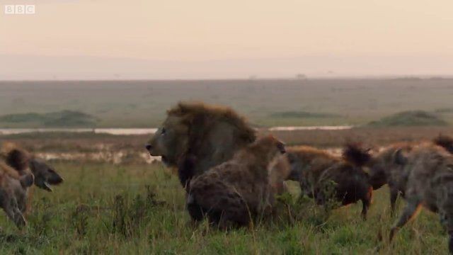 Genç aslan 20 sırtlan tarafından pusuya düşürüldü! Sonunda bakın ne oldu: İşte geldim dostum... - Resim: 20