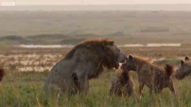 Genç aslan 20 sırtlan tarafından pusuya düşürüldü! Sonunda bakın ne oldu: İşte geldim dostum... - Resim: 24