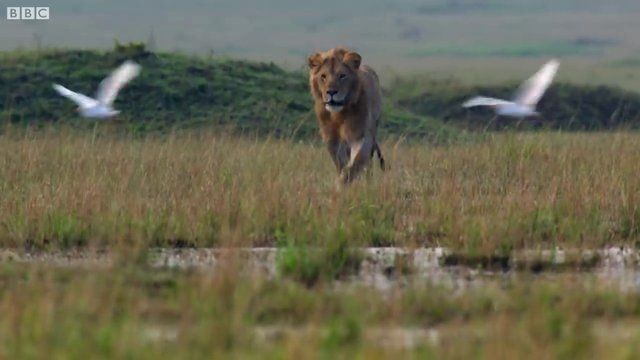 Genç aslan 20 sırtlan tarafından pusuya düşürüldü! Sonunda bakın ne oldu: İşte geldim dostum... - Resim: 31