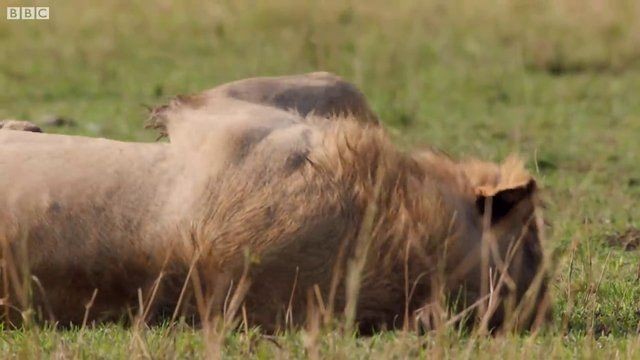Genç aslan 20 sırtlan tarafından pusuya düşürüldü! Sonunda bakın ne oldu: İşte geldim dostum... - Resim: 39
