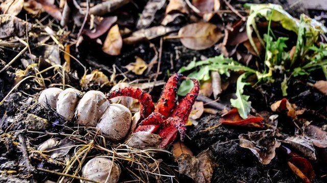 İşte dünyanın en tuhaf bitkileri! Ormanda yürüyüş yaparken dehşete düştü! Ölü adamın parmakları kan dondurdu - Resim: 82