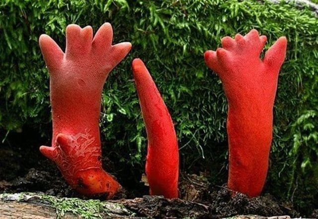 İşte dünyanın en tuhaf bitkileri! Ormanda yürüyüş yaparken dehşete düştü! Ölü adamın parmakları kan dondurdu - Resim: 4