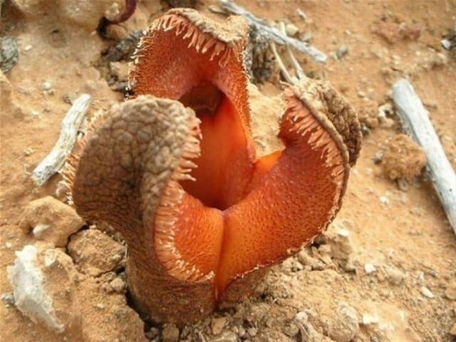 İşte dünyanın en tuhaf bitkileri! Ormanda yürüyüş yaparken dehşete düştü! Ölü adamın parmakları kan dondurdu - Resim: 3